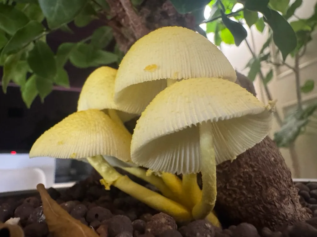 コガネキヌカラカサダケが生えたガジュマル